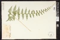 Cystopteris bulbifera image