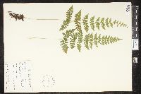 Cystopteris bulbifera image