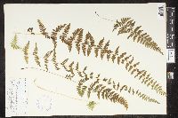 Cystopteris bulbifera image