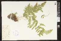 Cystopteris bulbifera image