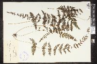 Cystopteris bulbifera image