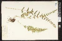 Cystopteris bulbifera image