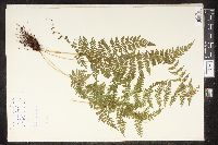 Cystopteris bulbifera image