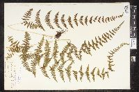 Cystopteris bulbifera image