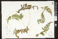 Cystopteris bulbifera image