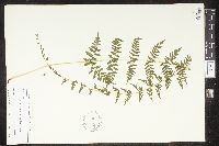 Cystopteris bulbifera image