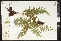 Cystopteris bulbifera image