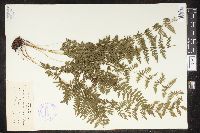 Cystopteris bulbifera image