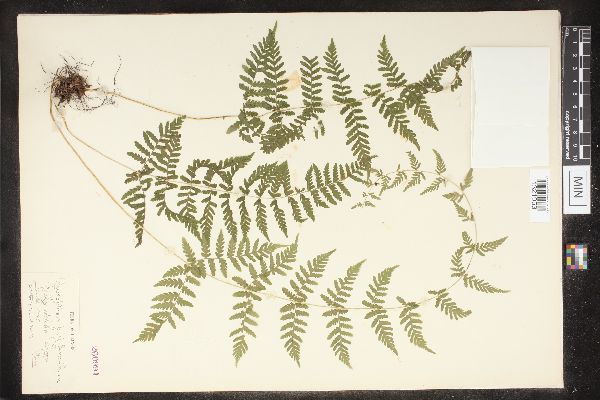 Cystopteris bulbifera image