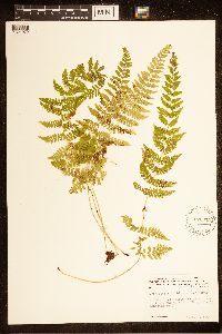 Cystopteris bulbifera image