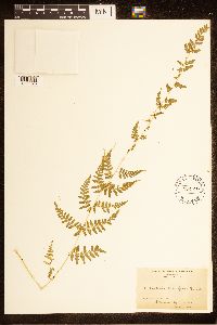 Cystopteris bulbifera image