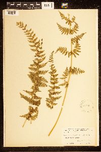 Cystopteris bulbifera image
