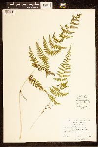 Cystopteris bulbifera image