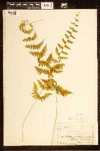 Cystopteris bulbifera image