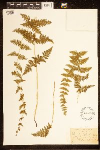 Cystopteris bulbifera image