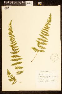 Cystopteris bulbifera image