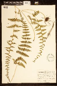 Cystopteris bulbifera image