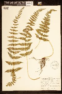 Cystopteris bulbifera image