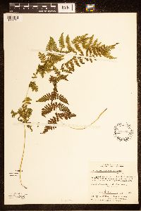 Cystopteris bulbifera image