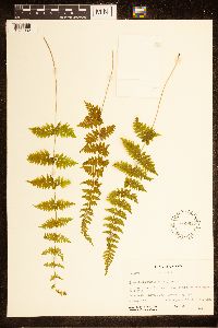 Cystopteris bulbifera image