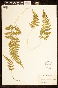 Cystopteris bulbifera image