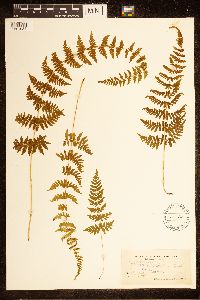 Cystopteris bulbifera image