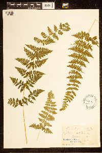 Cystopteris bulbifera image