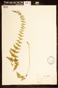 Cystopteris bulbifera image