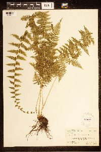 Cystopteris bulbifera image