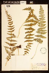 Cystopteris bulbifera image