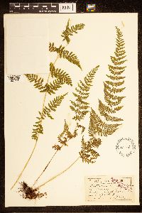 Cystopteris bulbifera image