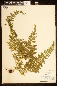 Cystopteris bulbifera image