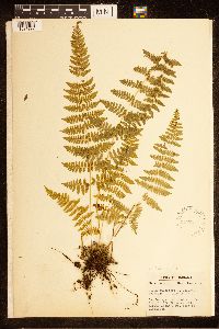 Cystopteris bulbifera image