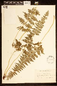 Cystopteris bulbifera image