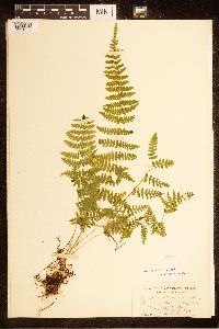 Cystopteris bulbifera image