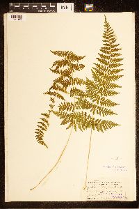 Cystopteris bulbifera image