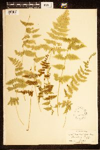 Cystopteris bulbifera image