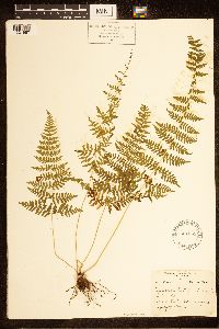 Cystopteris bulbifera image