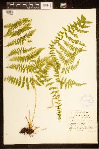 Cystopteris bulbifera image