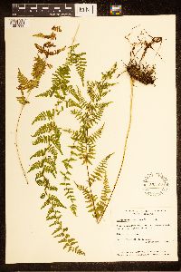 Cystopteris bulbifera image