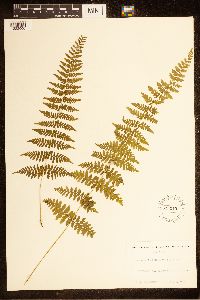 Cystopteris bulbifera image