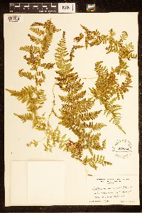 Cystopteris bulbifera image