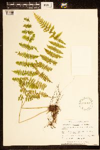 Cystopteris bulbifera image