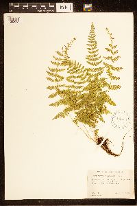 Cystopteris bulbifera image