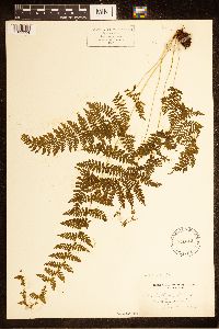 Cystopteris bulbifera image