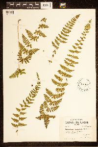 Cystopteris bulbifera image