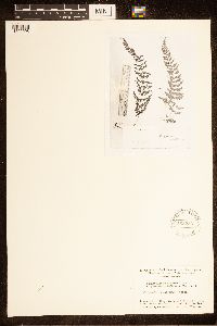 Cystopteris bulbifera image