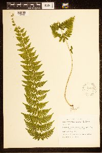 Cystopteris bulbifera image