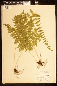 Cystopteris bulbifera image