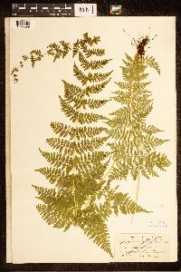 Cystopteris bulbifera image